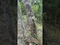 Download Lagu Asyiknya nunggu durian jatuh dari pohonnya