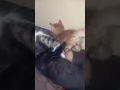Download Lagu #cat #kitten #cute #cutecat #pets #subscribe #shortvideo