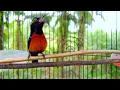 Download Lagu Suara burung konin gacor memanggil lawan semua jenis Kolibri pasti nyaut