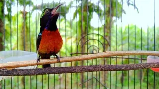 suara burung konin gacor memanggil lawan semua jenis kolibri pasti nyaut