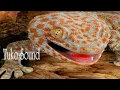 Download Lagu Tokek Suara Tokek Seram