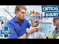 Injured Cuckoo s Impossible 2 000km Migration Journey Bondi Vet