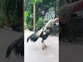 Download Lagu kokok ayam bangkok jalak#ayamjago #rooster #kokokayam @Ayamjagokukuruyukaja