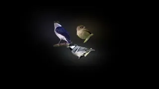 pikat burung hutan berkoloni terbaru 2026 dijamin99 9 ampuh buat burung bandel susah turun 