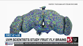 UVM researcher helps map brain of fruit fly