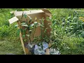 Lagu Rare fragrant plant unboxing: Magnolia figo, Rhododendron fragrantissimum and Osmanthus fragrans