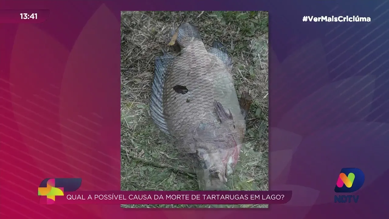 Médico veterinário fala sobre possível causa da morte de peixes e tartarugas na Praça do Congresso