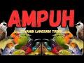 Lagu TIADA LAWAN ‼️SUARA PIKAT BURCIL PALING AMPUH.BURCIL RIBUT 