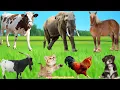 Download Lagu Cute Farm Animals: Cow, Horse, Cat, Chicken, Dog, Pig, Sheep, Goat – Animal Videos