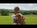 Ethical Goldendoodle Breeding at Fox Creek Farm