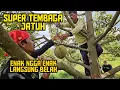 Download Lagu  🟠🟠 DURIAN SUPER TEMBAGA JATUH‼️ ENAK NGGA ENAK LANGSUNG BELAH 🌳🌳