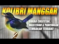 Lagu SUARA BURUNG KOLIBRI MANGGAR KELAPA GACOR FULL TEMBAKAN NYRECET BAGUS BUAT MASTERAN - WICEH KORLAP