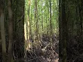 Download Lagu amazing trees #travel #naturesvoice #nature #lifeisbutadream