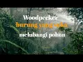 Download Lagu kumpulan dari berbagai macam burung pelatuk, ( WooDpacker )