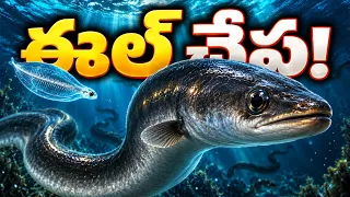 2300 ఏళ్లుగా ఎవరికీ అంతుచిక్కని చేప! | Eel Fish Mystery Explained