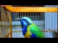 Download Lagu Masteran Cucak Cungkok Istimewa ~Isian Kasaran Tajam Rapat ~Tembakan Istimewa Masteran Burung Lomba