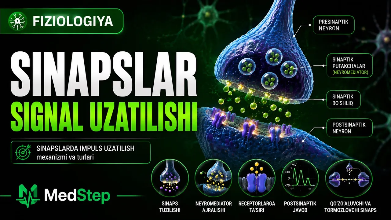 FIZIOLOGIYA | SINAPSLAR