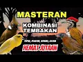 Download Lagu Masteran Murai Batu Kombinasi Teppus, Pelatuk, Kenari, Cililin