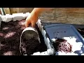 Harvesting Worm Castings Highly Effective Method For Separating Out The Worms