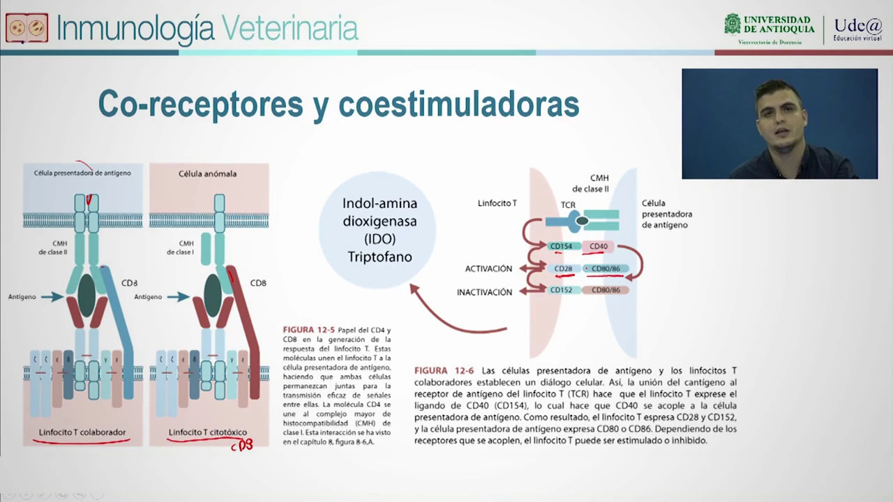 Presentación de antígeno