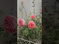 Download Lagu สวนกุหลาบบ้านฉัน#rose #คนรักกุหลาบ #flowers #ทาสกุหลาบ #beautiful