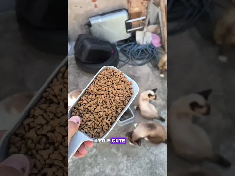 I love My Cats ♥️