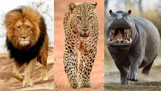 Download Top 10 Animals That Pose the Biggest Threat to Humans Life in Africa MP3