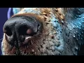 Heal Your Dog s Cracked Crusty Nose