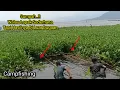 Lagu Campfishing Waduk Jatiluhur Terbaru //Sumpah Di Bikin Pegel,Dapat Sambaran Lalawak Bertubi2