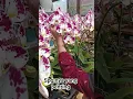 Download Lagu anggrek premium#orchid #bicaraanggrek #anggrek #flowers #tanamahias #orquideasdentrodecasa