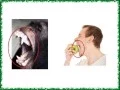 Jaw Muscles Skulls and Brain Size - Human Evolution in Action