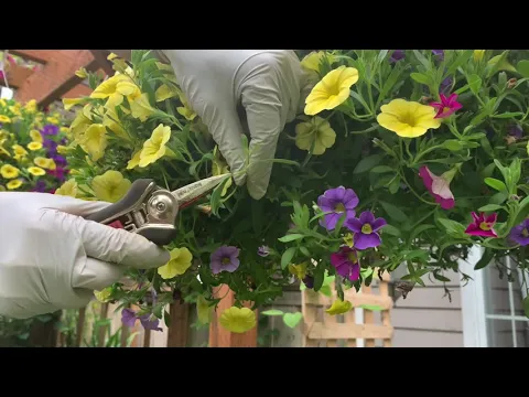 How to Keep your Calibrachoa (Million Bells) Blooming