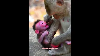 Fantastic Monkey Mom Try To Stop Milk Baby 