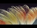 Horizontals, Leo Zero - Long Gone - Official Music Video