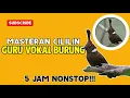 Download Lagu MASTERAN CILILIN COCOK BUAT BURUNG LOMBA