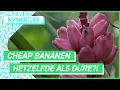 Download Lagu Genept met prijsverschillen voor dezelfde bananen?!  | KVWEETJES #10 | NPO 3