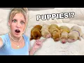 Our dog is having PUPPIES EMOTIONAL