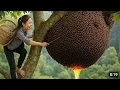 Download Lagu Risking My Life for Wild Honey – Extreme Honey Hunting Adventure