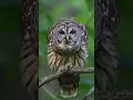 Download Lagu suara burung hantu,menyeramkan sekaleee #hewan #suarahewan #burunghantu #suaraburunghantu #animals