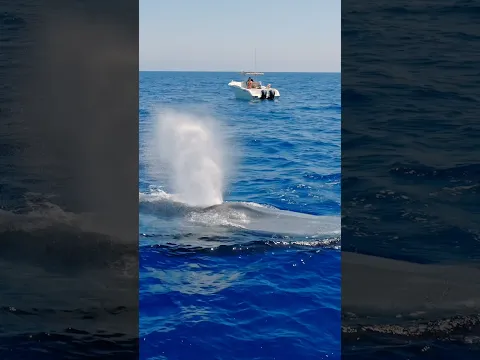The biggest animal to ever live!