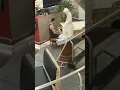 Tocando no Shopping Cassino Atlântico - Copacabana