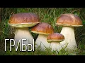 Download Lagu Грибы: Таинственное Царство | Интересные факты про грибы