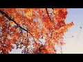 Parts of Maine reach peak fall foliage conditions