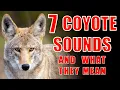 7 Coyote Sounds Explained Coyote Calls and What They Mean
