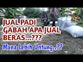 Download Lagu HITUNG RENDEMEN PADI, UNTUNG MANA JUAL GABAH PADI ATAU BERAS