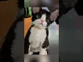 Lagu He's Been Crying Ever Since His Best Friend Left. 💔 #viral #cat #shorts #trending #animal #funny