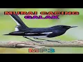 Download Lagu Suara Burung Murai Cacing Galak | Suara Pikat Murai Kampung | Sound Bird