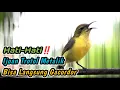 Lagu SUARA CUITAN SOGON BETINA MEMANGGIL JANTAN‼️SANGAT CEPAT BIKIN SOGONMU LANGSUNG NAIK EMOSI GACORDOR