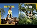 Download Lagu We cut 1000s of trees to save this rare forest