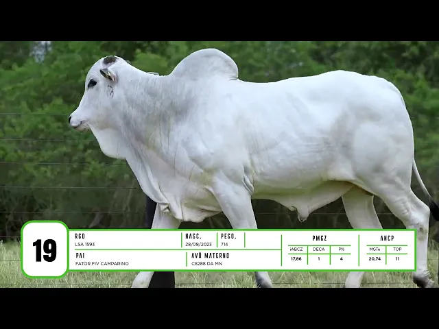 Touro Nelore LSA - 1593